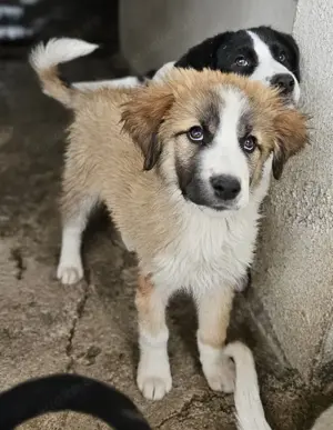 Zarina, geb. ca. 01 2025, lebt in GRIECHENLAND, im städt. Tierheim Serres Bild 9