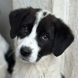 Zenzi, geb. ca. 01 2025, lebt in GRIECHENLAND, im städt. Tierheim Serres