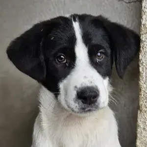  Zola, geb. ca. 01 2025, lebt in GRIECHENLAND, im städt. Tierheim Serres 