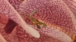 Indische Riesengottesanbeterin , Gottesanbeterin,  Hierodula membranacea 