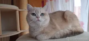 Wurfankündigung Abgabe Oktober 2025 Schoko Gold Chinchilla SPEZIAL BKH KITTEN goldvariationen 