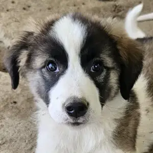 Lexya, geb. ca. 02 2025, lebt in GRIECHENLAND, auf einer privaten Pflegestelle 