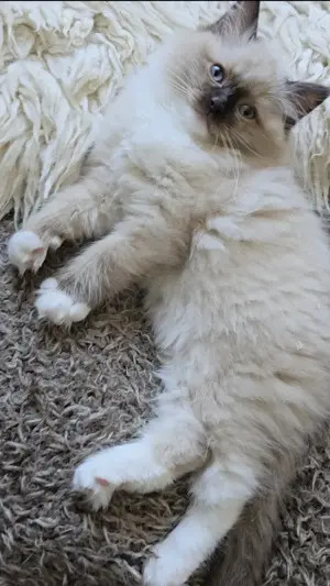 1 Ragdollkitten sucht liebevolles Zuhause 