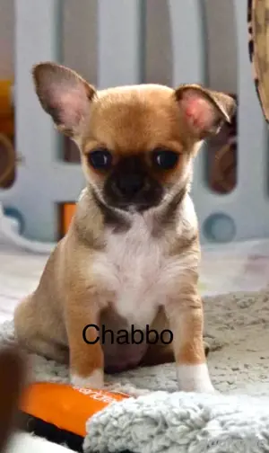 Zuckersüsse Chihuahua Welpen