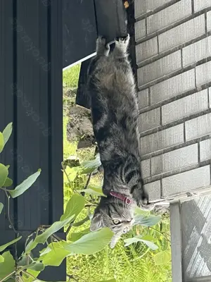 Traurige Trennung Katzen suchen neues Zuhause 