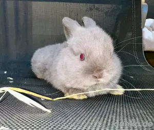 Mini Lops Zwergkaninchen in bunten Farben