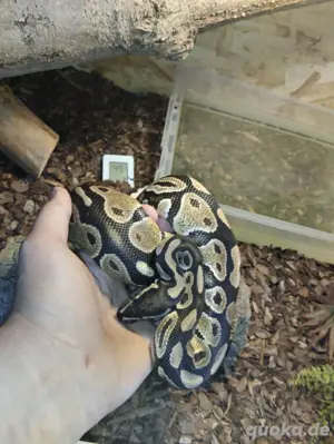 ich verkaufe eine Königspython mojave