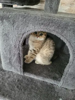 Reinrassige BKH Kitten ab sofort 