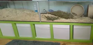 Nagarium + mongolische Wüstenrennmäuse