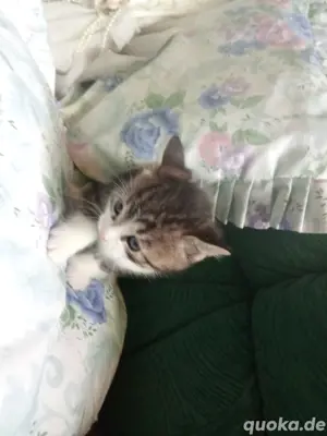 Babykatzen abzugeben