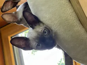 Reinrassige Cornish Rex Kitten von Saxonia Eleganz 