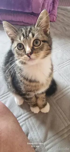 Kater zu verschenken
