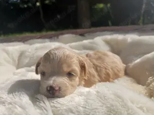 Maltipoo Kinder