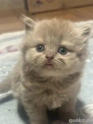 Bkh kitten