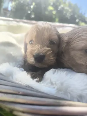 Wunderschöne  English Cockerdoodle 