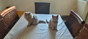 BKH-BLH-Katerchen in der Farbe blue, 9 Monate alt Bild 8