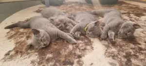 BKH-BLH-Katerchen in der Farbe blue, 9 Monate alt Bild 6