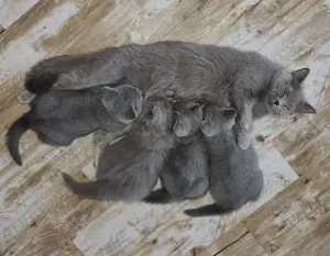 BKH-BLH-Katerchen in der Farbe blue, 9 Monate alt Bild 7