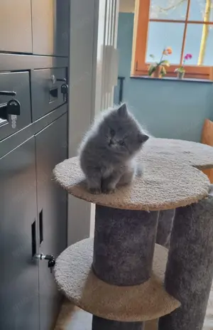 BKH-BLH-Katerchen in der Farbe blue, 9 Monate alt Bild 9