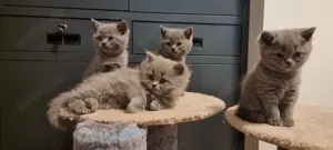 BKH-BLH-Katerchen in der Farbe blue, 9 Monate alt Bild 10