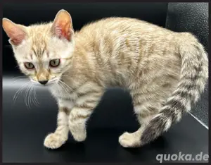 Seal Mink Bengal Kitten 