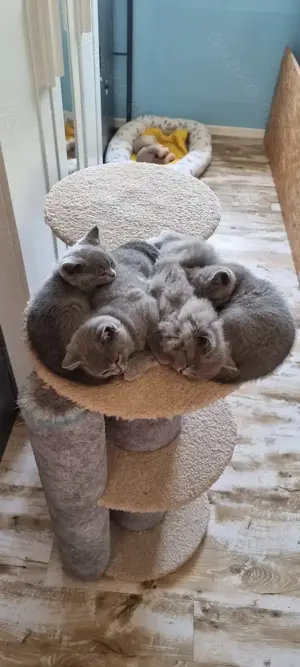 BKH-BLH-Katerchen in der Farbe blue, 9 Monate alt Bild 5