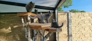 BKH-BLH-Kitten in der Farbe blue, 13 Wochen alt