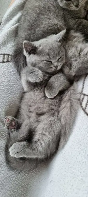 BKH-BLH-Katerchen in der Farbe blue, 9 Monate alt Bild 4