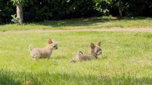 Chihuahuas reinrassig  Mai2025 Rüde+ Weibchen