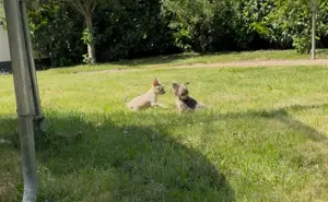 Chihuahuas reinrassig  Mai2025 Rüde+ Weibchen Bild 4