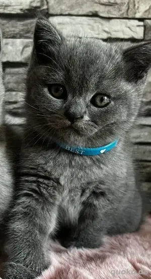 BKH Kitten Reinrassig 