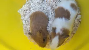 Meerschweinchen Babys