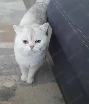 Deckkater Amadeus  Bild 4