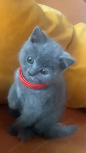  BKH 2 Kitten Geschwister 