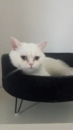 Deckkater Bhk 
