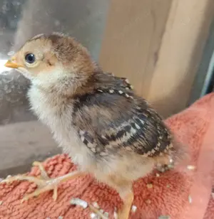 Goldfasan Küken Fasan Kücken farbenfrohe Vögel