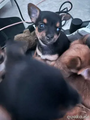 Yorkshire Chihuahua mix noch 1 mädel sucht ab sofort ihre familie
