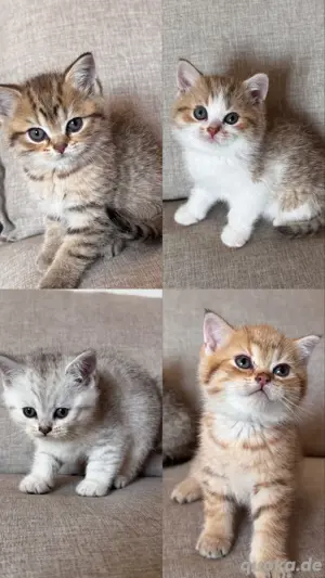 BKH Kitten - reinrassiger Wurf 5