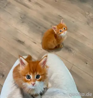 Maine coon Katzen & Katzenbabys in Delmenhorst kaufen, verkaufen & zu