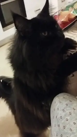 Maine Coon XXXL Kitten  Bild 9