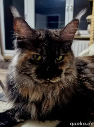 Maine Coon XXXL Kitten  Bild 8