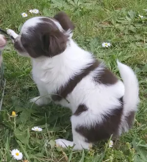 Chihuahuahündin und Rüde suchen neues Personal 