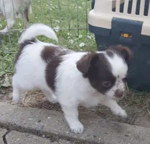 Chihuahuahündin und Rüde suchen neues Personal 