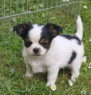 Chihuahuarüde sucht ab sofort ein neues zu Hause