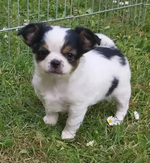 Chihuahuawelpen suchen bald neues Personal! 