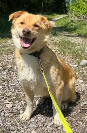 Brownie so ein lieber Corgimixbub   wartet in 82284