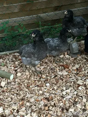 Araucana Hennen reinrassige Hühner