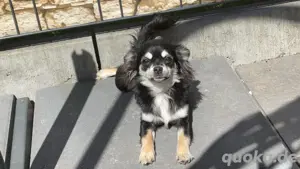 chihuahua noch 2 mädels suchen ein für immer zuhause 