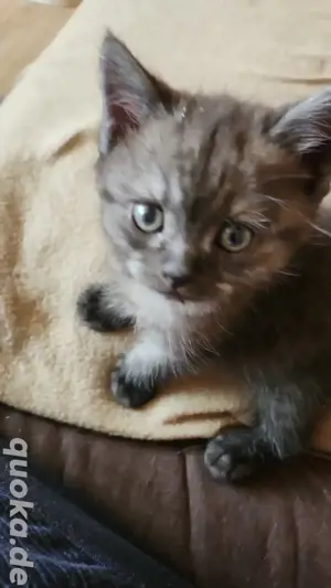 BKH Katerchen sucht ein Zuhause