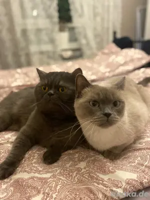 Britisch Langhaar Mädchen  Bild 6